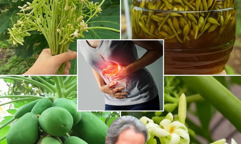 🍯 Unlock the Winter Wellness Secret: Why You Should Soak Papaya Flowers in Honey! 🍯 Unlock the Winter Wellness Secret: Why You Should Soak Papaya Flowers in Honey!