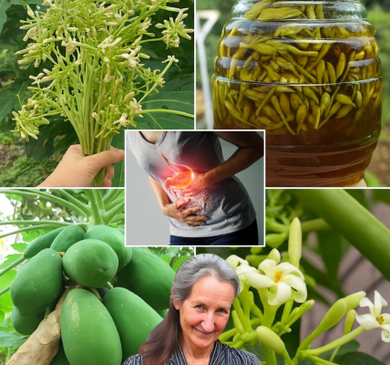 🍯 Unlock the Winter Wellness Secret: Why You Should Soak Papaya Flowers in Honey! 🍯 Unlock the Winter Wellness Secret: Why You Should Soak Papaya Flowers in Honey!