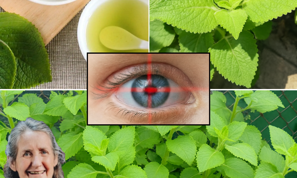 👁️ Oregano: The Spice Rack Secret to Crystal-Clear Vision 👁️ Oregano: The Spice Rack Secret to Crystal-Clear Vision