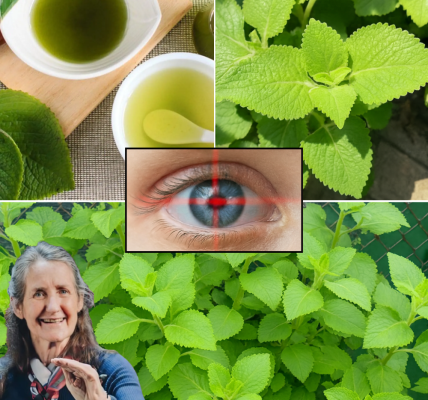 👁️ Oregano: The Spice Rack Secret to Crystal-Clear Vision 👁️ Oregano: The Spice Rack Secret to Crystal-Clear Vision