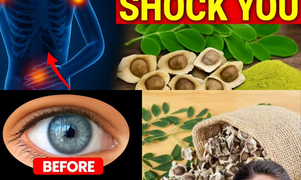 🌱 Moringa Seeds: The Tiny Powerhouses Your Doctor Won’t Tell You About 🌱 Moringa Seeds: The Tiny Powerhouses Your Doctor Won’t Tell You About