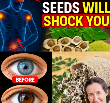 🌱 Moringa Seeds: The Tiny Powerhouses Your Doctor Won’t Tell You About 🌱 Moringa Seeds: The Tiny Powerhouses Your Doctor Won’t Tell You About