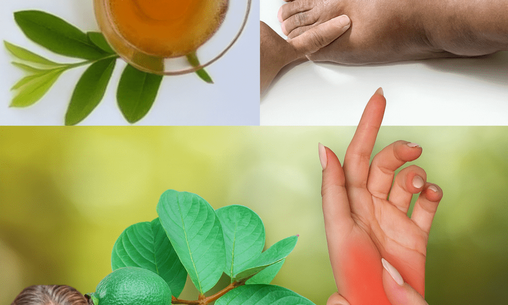 🌿 Say Goodbye to Bloating: The Surprising Power of Guava Leaf Tea for Water Retention! 🌿 Say Goodbye to Bloating: The Surprising Power of Guava Leaf Tea for Water Retention!