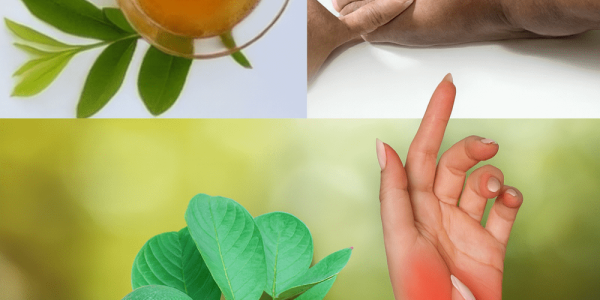 🌿 Say Goodbye to Bloating: The Surprising Power of Guava Leaf Tea for Water Retention! 🌿 Say Goodbye to Bloating: The Surprising Power of Guava Leaf Tea for Water Retention!