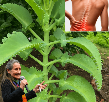 Unlock the Secret of Kalanchoe: The Tiny “Miracle Leaf” Packed with Healing Power Unlock the Secret of Kalanchoe: The Tiny “Miracle Leaf” Packed with Healing Power
