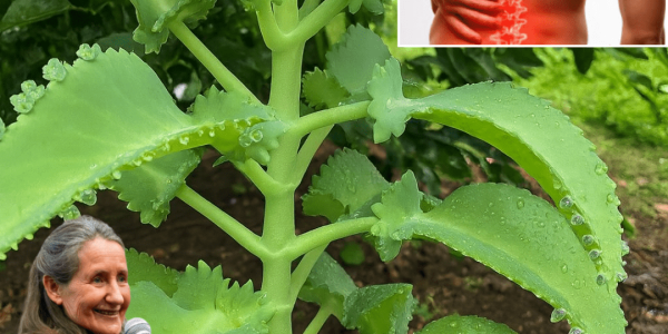 Unlock the Secret of Kalanchoe: The Tiny “Miracle Leaf” Packed with Healing Power Unlock the Secret of Kalanchoe: The Tiny “Miracle Leaf” Packed with Healing Power