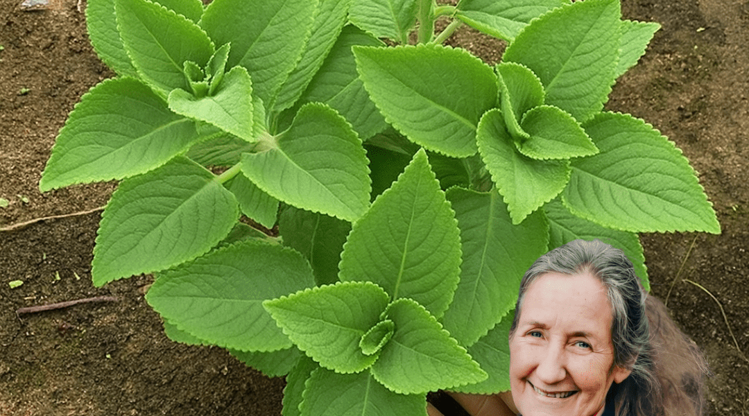 🌿 Oregano Orejón: The Hidden Gem of Natural Healing You Need to Discover