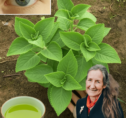 🌿 Oregano Orejón: The Hidden Gem of Natural Healing You Need to Discover 🌿 Oregano Orejón: The Hidden Gem of Natural Healing You Need to Discover