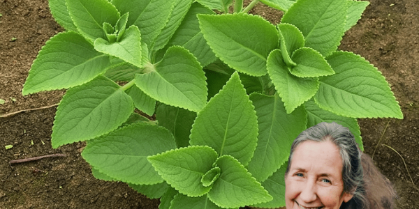 🌿 Oregano Orejón: The Hidden Gem of Natural Healing You Need to Discover 🌿 Oregano Orejón: The Hidden Gem of Natural Healing You Need to Discover