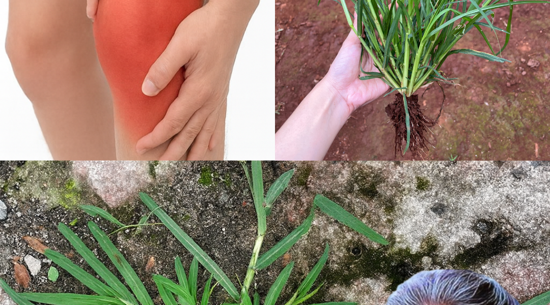 🌿 Unlock the Hidden Power of Goosegrass: 25 Incredible Health Benefits You Need to Know 🌿 Unlock the Hidden Power of Goosegrass: 25 Incredible Health Benefits You Need to Know