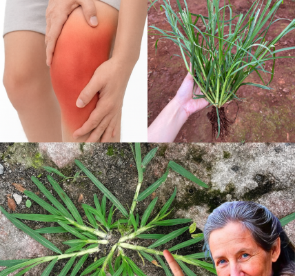 šæ Unlock the Hidden Power of Goosegrass: 25 Incredible Health Benefits You Need to Know šæ Unlock the Hidden Power of Goosegrass: 25 Incredible Health Benefits You Need to Know