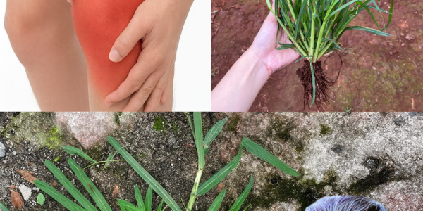 🌿 Unlock the Hidden Power of Goosegrass: 25 Incredible Health Benefits You Need to Know 🌿 Unlock the Hidden Power of Goosegrass: 25 Incredible Health Benefits You Need to Know