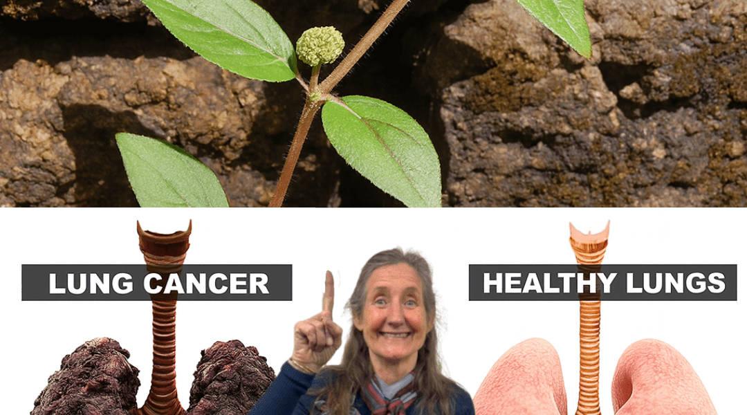 🌿 Euphorbia Hirta: Unlock the Astonishing Power of the Asthma Weed Miracle! 🌿 Euphorbia Hirta: Unlock the Astonishing Power of the Asthma Weed Miracle!