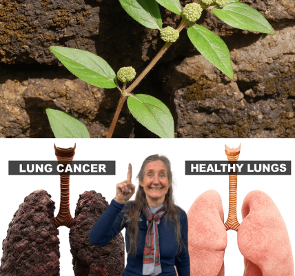 đż Euphorbia Hirta: Unlock the Astonishing Power of the Asthma Weed Miracle! đż Euphorbia Hirta: Unlock the Astonishing Power of the Asthma Weed Miracle!