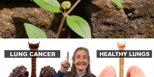 🌿 Euphorbia Hirta: Unlock the Astonishing Power of the Asthma Weed Miracle!