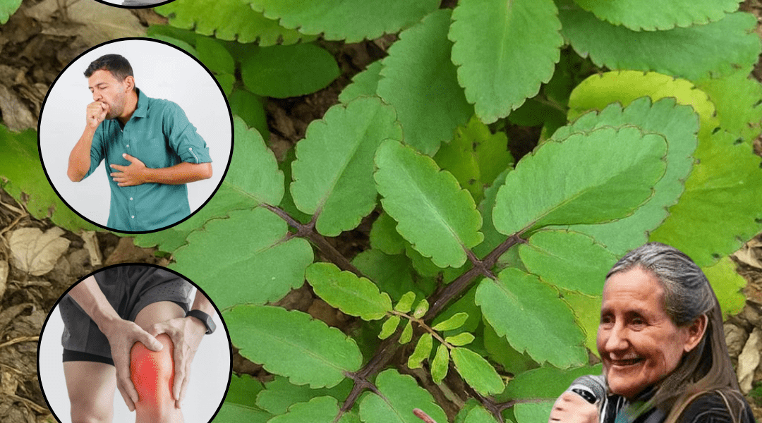 šæ Bryophyllum Calycinum: Unlock the Secrets of the Miracle Leaf šæ Bryophyllum Calycinum: Unlock the Secrets of the Miracle Leaf