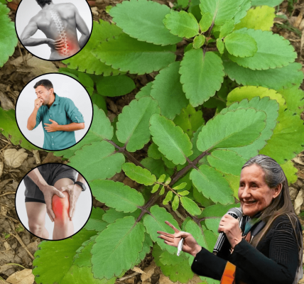 🌿 Bryophyllum Calycinum: Unlock the Secrets of the Miracle Leaf 🌿 Bryophyllum Calycinum: Unlock the Secrets of the Miracle Leaf