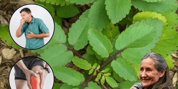 🌿 Bryophyllum Calycinum: Unlock the Secrets of the Miracle Leaf 🌿 Bryophyllum Calycinum: Unlock the Secrets of the Miracle Leaf