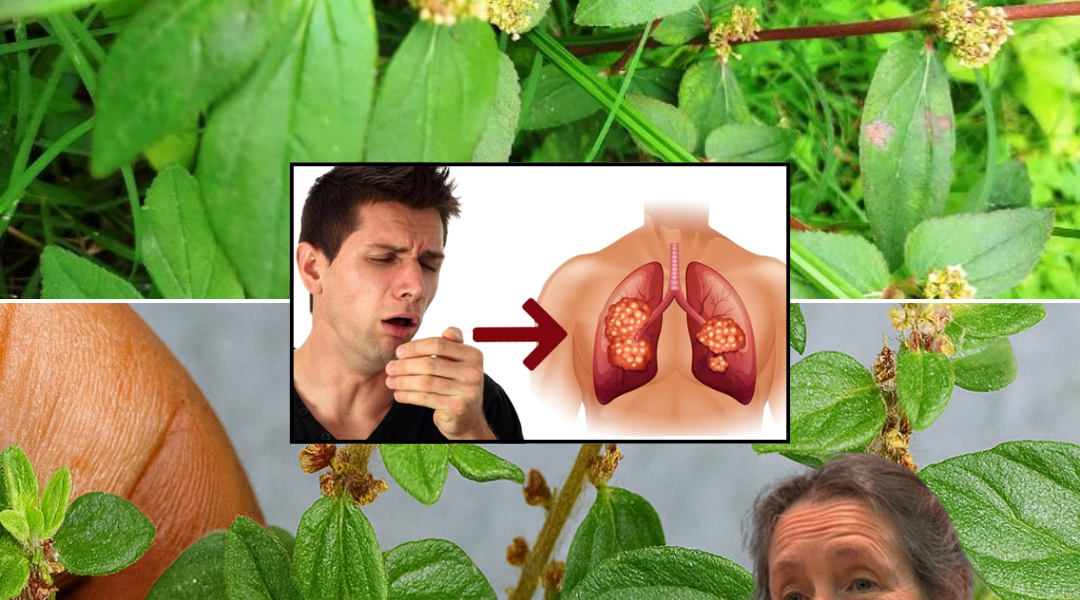 Euphorbia Hirta: The Do As I Say Leaf That Transforms Your Health and Influence Euphorbia Hirta: The Do As I Say Leaf That Transforms Your Health and Influence