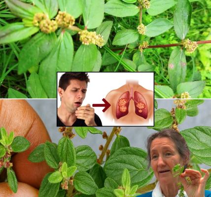 Euphorbia Hirta: The Do As I Say Leaf That Transforms Your Health and Influence Euphorbia Hirta: The Do As I Say Leaf That Transforms Your Health and Influence