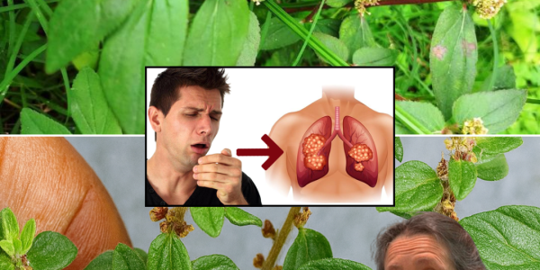 Euphorbia Hirta: The Do As I Say Leaf That Transforms Your Health and Influence Euphorbia Hirta: The Do As I Say Leaf That Transforms Your Health and Influence