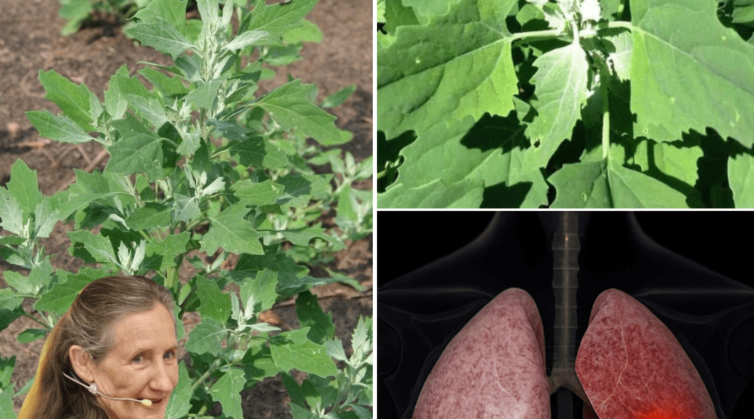 šæ Unlock the Hidden Magic of Lambās Quarters: Natureās Overlooked Superfood šæ Unlock the Hidden Magic of Lambās Quarters: Natureās Overlooked Superfood