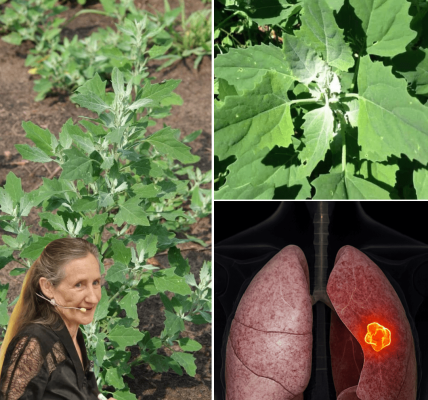 🌿 Unlock the Hidden Magic of Lamb’s Quarters: Nature’s Overlooked Superfood 🌿 Unlock the Hidden Magic of Lamb’s Quarters: Nature’s Overlooked Superfood