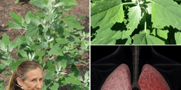 🌿 Unlock the Hidden Magic of Lamb’s Quarters: Nature’s Overlooked Superfood