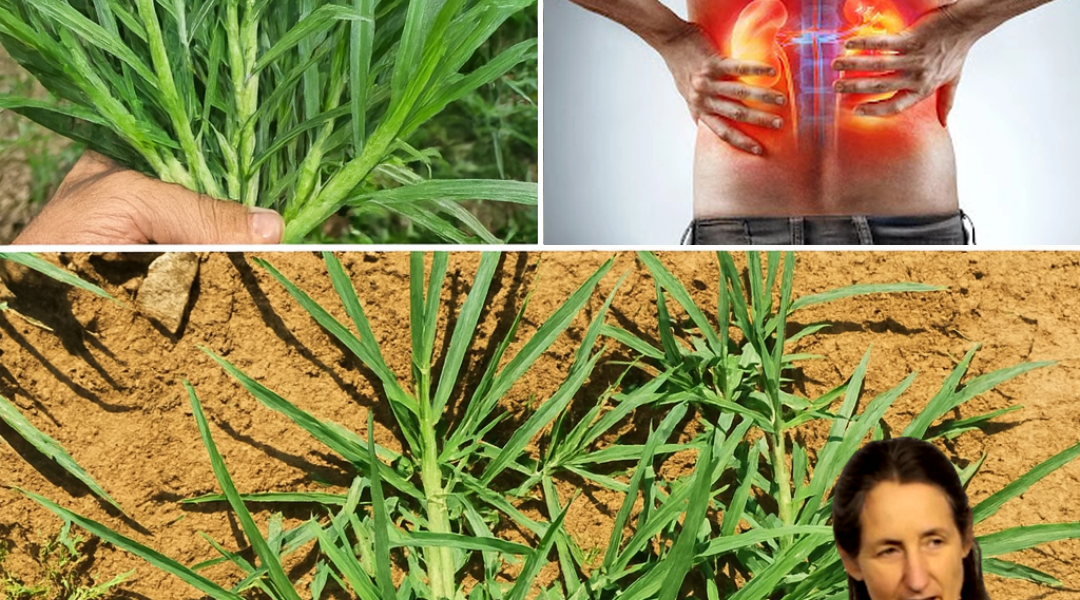 🌿 The Secret Superweed You’re Overlooking: Unlock Goosegrass’s Astonishing Health Powers 🌿 The Secret Superweed You’re Overlooking: Unlock Goosegrass’s Astonishing Health Powers