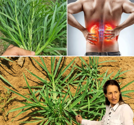 🌿 The Secret Superweed You’re Overlooking: Unlock Goosegrass’s Astonishing Health Powers 🌿 The Secret Superweed You’re Overlooking: Unlock Goosegrass’s Astonishing Health Powers