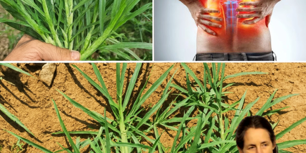 🌿 The Secret Superweed You’re Overlooking: Unlock Goosegrass’s Astonishing Health Powers 🌿 The Secret Superweed You’re Overlooking: Unlock Goosegrass’s Astonishing Health Powers
