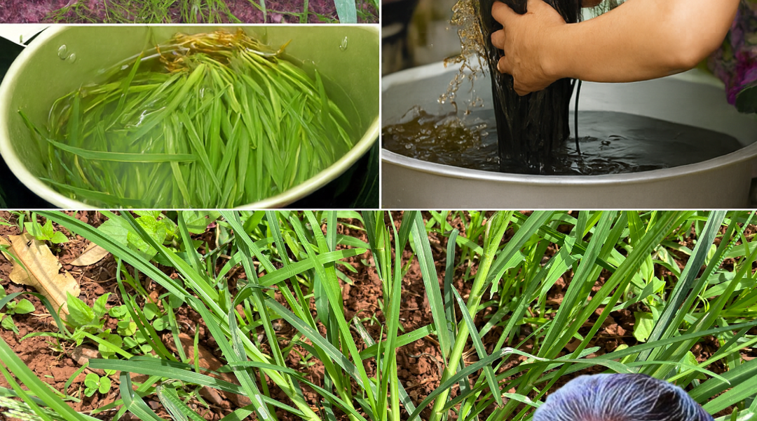 🌿 Discover Goosegrass: The Secret Weed That Transforms Your Hair in 2025 🌿 Discover Goosegrass: The Secret Weed That Transforms Your Hair in 2025