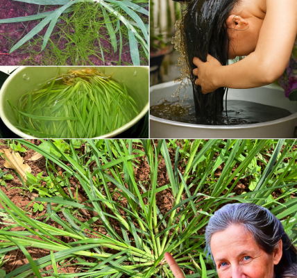 🌿 Discover Goosegrass: The Secret Weed That Transforms Your Hair in 2025 🌿 Discover Goosegrass: The Secret Weed That Transforms Your Hair in 2025