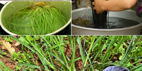 🌿 Discover Goosegrass: The Secret Weed That Transforms Your Hair in 2025 🌿 Discover Goosegrass: The Secret Weed That Transforms Your Hair in 2025