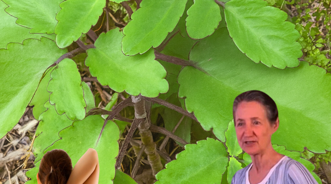 🌿 Kalanchoe Pinnata: The Miracle Leaf That Could Transform Your Health! 🌿 Kalanchoe Pinnata: The Miracle Leaf That Could Transform Your Health!