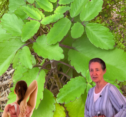 🌿 Kalanchoe Pinnata: The Miracle Leaf That Could Transform Your Health! 🌿 Kalanchoe Pinnata: The Miracle Leaf That Could Transform Your Health!