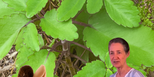 🌿 Kalanchoe Pinnata: The Miracle Leaf That Could Transform Your Health! 🌿 Kalanchoe Pinnata: The Miracle Leaf That Could Transform Your Health!