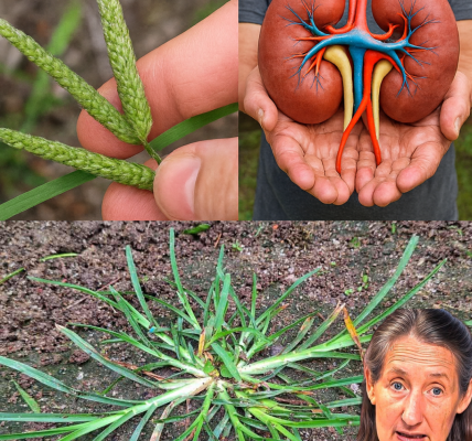 🌿 The Secret Superpower of Goosegrass: Revolutionize Your Kidney Health Naturally 🌿 The Secret Superpower of Goosegrass: Revolutionize Your Kidney Health Naturally