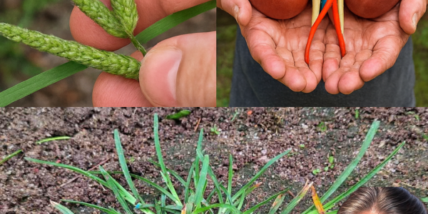 🌿 The Secret Superpower of Goosegrass: Revolutionize Your Kidney Health Naturally