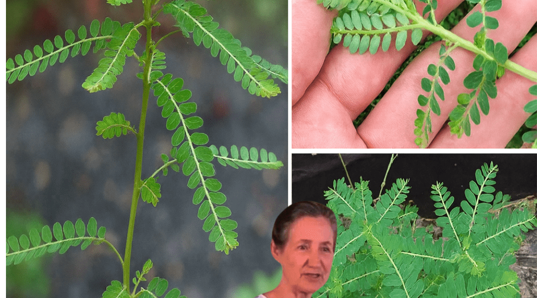 🌿 Unlock the Power of Chanca Piedra: The Stonebreaker Herb for Radiant Health 🌿 Unlock the Power of Chanca Piedra: The Stonebreaker Herb for Radiant Health