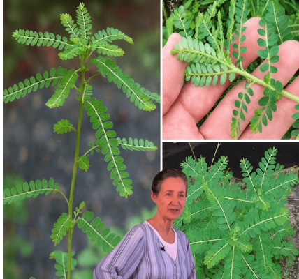 🌿 Unlock the Power of Chanca Piedra: The Stonebreaker Herb for Radiant Health 🌿 Unlock the Power of Chanca Piedra: The Stonebreaker Herb for Radiant Health