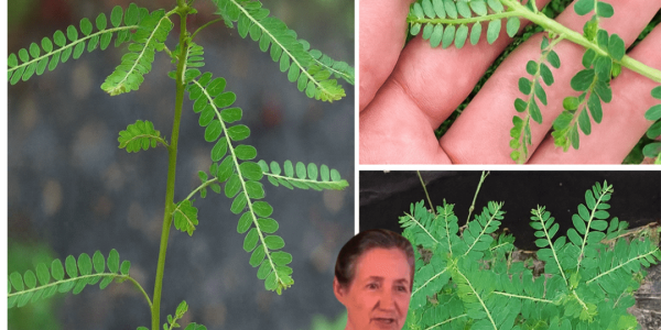 🌿 Unlock the Power of Chanca Piedra: The Stonebreaker Herb for Radiant Health 🌿 Unlock the Power of Chanca Piedra: The Stonebreaker Herb for Radiant Health