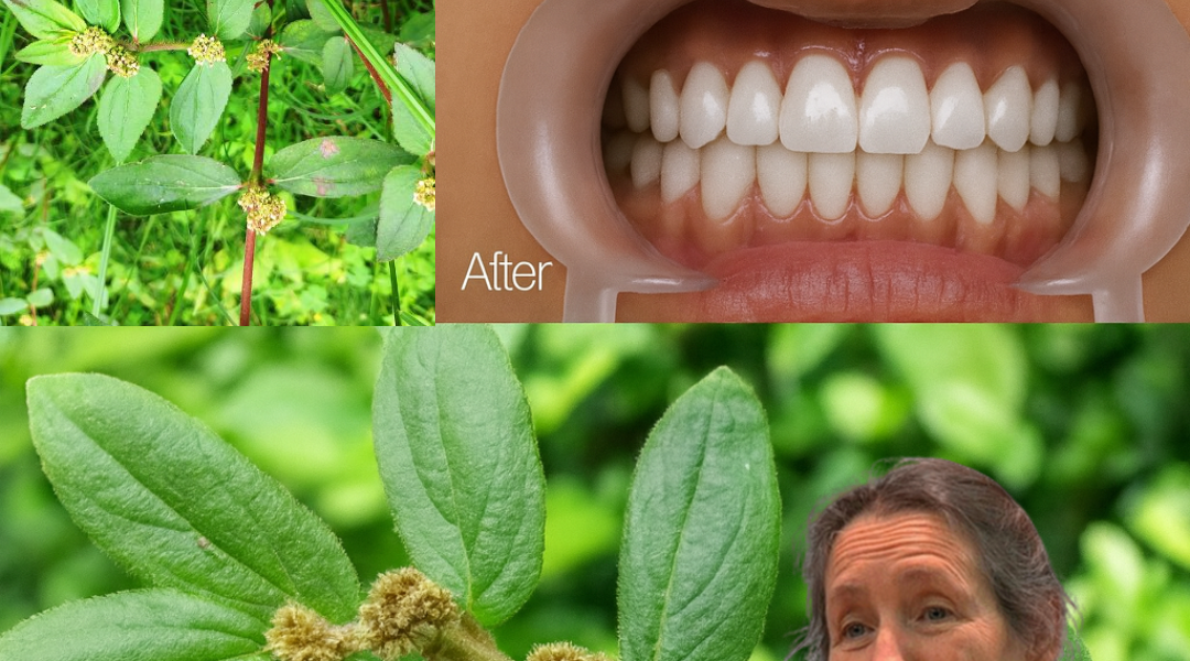 🌿 Euphorbia Hirta: The Hidden Herbal Treasure in Your Backyard 🌿 Euphorbia Hirta: The Hidden Herbal Treasure in Your Backyard