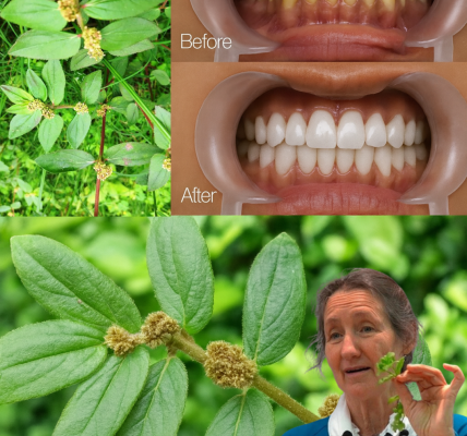 🌿 Euphorbia Hirta: The Hidden Herbal Treasure in Your Backyard 🌿 Euphorbia Hirta: The Hidden Herbal Treasure in Your Backyard