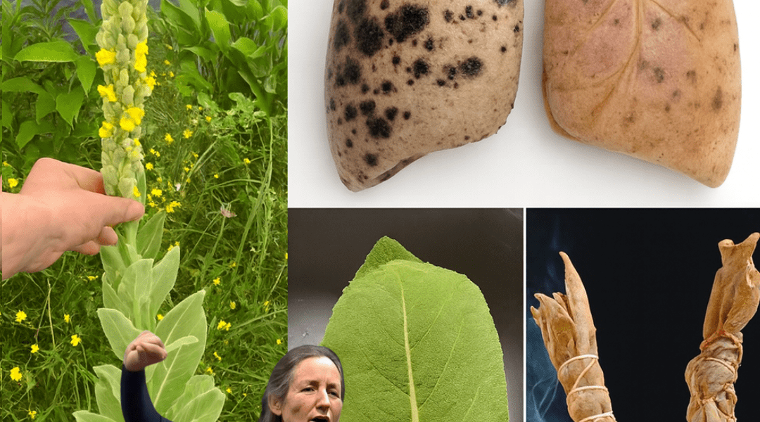 šæ Discover Mullein: Natureās Secret Weapon for Crystal-Clear Lungs šæ Discover Mullein: Natureās Secret Weapon for Crystal-Clear Lungs