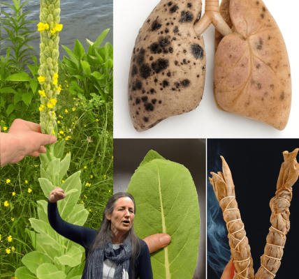 🌿 Discover Mullein: Nature’s Secret Weapon for Crystal-Clear Lungs 🌿 Discover Mullein: Nature’s Secret Weapon for Crystal-Clear Lungs