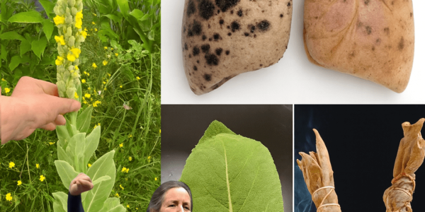 🌿 Discover Mullein: Nature’s Secret Weapon for Crystal-Clear Lungs 🌿 Discover Mullein: Nature’s Secret Weapon for Crystal-Clear Lungs