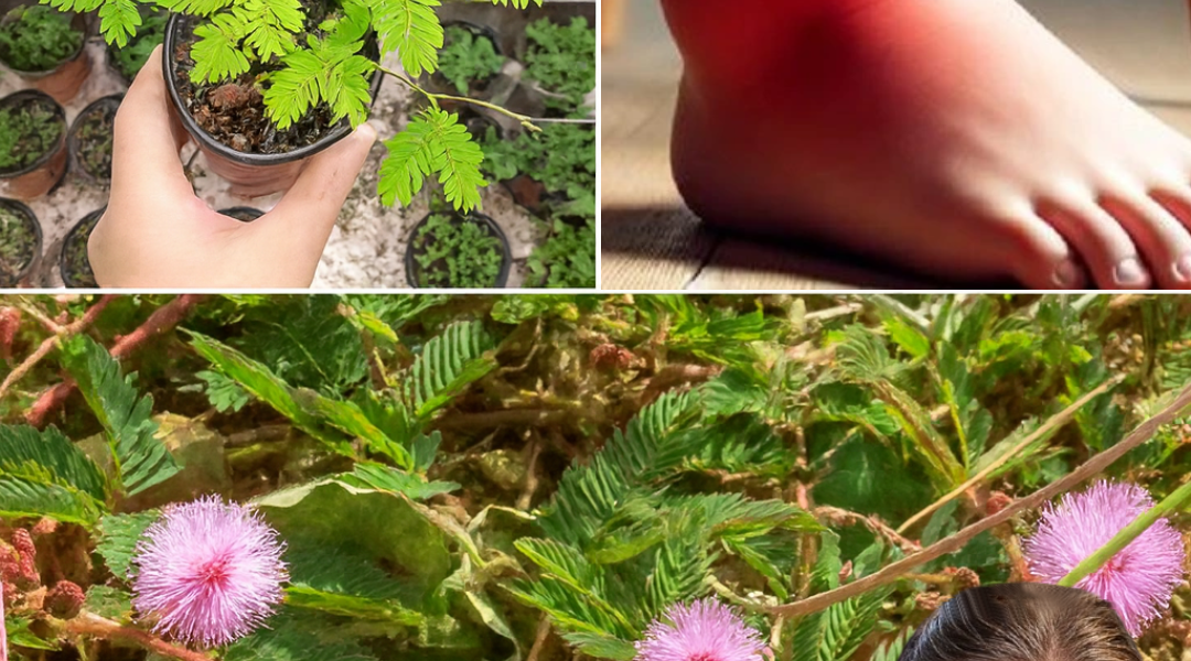 đż Mimosa Pudica Tea: The Shy Plantâs Secret to Radiant Health đż Mimosa Pudica Tea: The Shy Plantâs Secret to Radiant Health