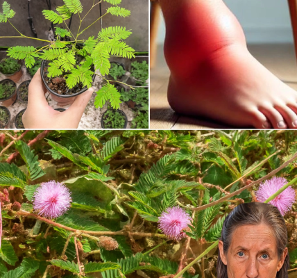 🌿 Mimosa Pudica Tea: The Shy Plant’s Secret to Radiant Health 🌿 Mimosa Pudica Tea: The Shy Plant’s Secret to Radiant Health