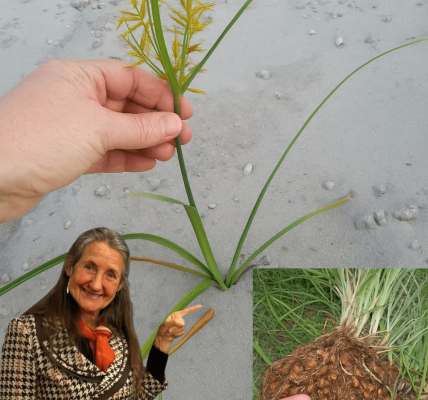 🌿 Yellow Nutsedge Uncovered: The Hidden Treasure in Your Backyard 🌿 Yellow Nutsedge Uncovered: The Hidden Treasure in Your Backyard